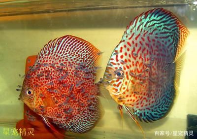 紅龍魚(yú)市場(chǎng)價(jià)：紅龍魚(yú)的價(jià)格是多少