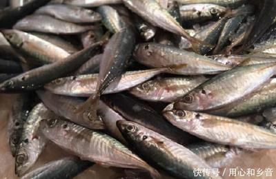 金龍魚主食吃什么食物：喂養(yǎng)金龍魚時，有哪些事項需要注意？ 水族問答 第2張