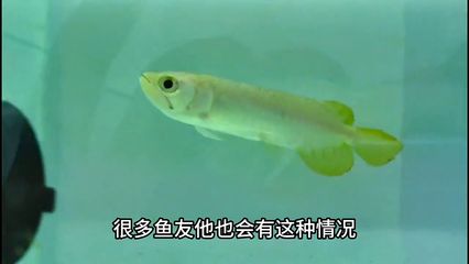 龍魚魚苗怎么養(yǎng)：養(yǎng)殖龍魚魚苗的詳細方法 龍魚百科 第1張