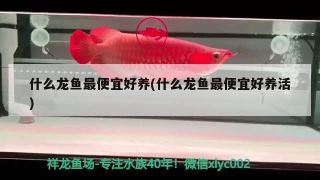 龍魚最便宜：紅龍魚與銀龍魚價格波動原因如何辨別龍魚健康狀況 龍魚百科 第2張