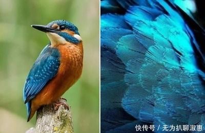 金龍魚賺錢嗎：投資者評估金龍魚的養(yǎng)殖成本和利潤是多少，需要綜合考慮這些因素 水族問答 第1張