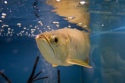 龍魚吃完多久排便：龍魚吃完食物后多久排便 龍魚百科 第4張