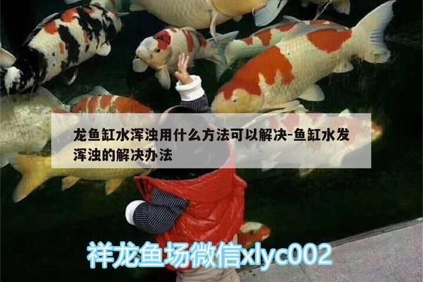 龍魚(yú)缸水渾濁用什么方法可以解決：如何解決龍魚(yú)缸水渾濁的問(wèn)題 龍魚(yú)百科 第2張