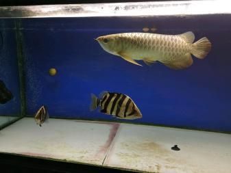 龍魚喂飼料長得快還是活食長得快呢：如何訓(xùn)練龍魚吃飼料，活食喂養(yǎng)對龍魚健康的影響，龍魚最佳水溫范圍