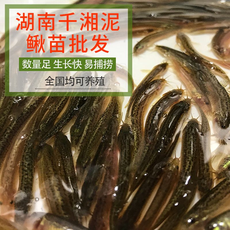 龍魚喂飼料長得快還是活食長得快呢：如何訓(xùn)練龍魚吃飼料，活食喂養(yǎng)對龍魚健康的影響，龍魚最佳水溫范圍