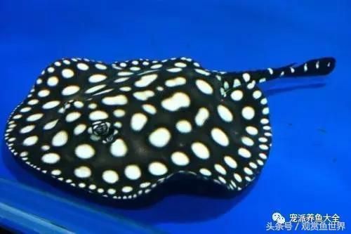 金龍魚走勢分析圖：關于金龍魚走勢圖分析 水族問答 第1張