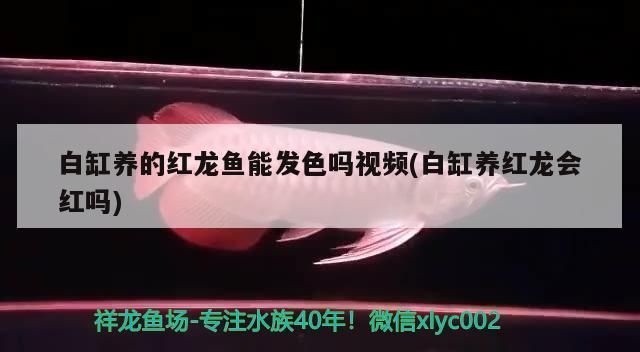 白缸可以養(yǎng)紅龍魚嗎：白缸是否適合養(yǎng)紅龍魚 龍魚百科 第1張