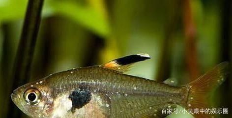 金龍魚走勢分析最新圖：金龍魚最新股票走勢分析 水族問答 第1張