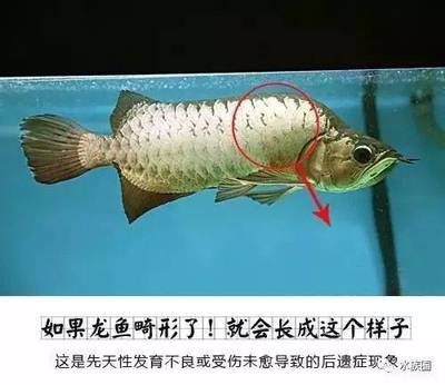 龍魚長什么樣子?。喝绾伪鎰e龍魚的品種，龍魚的生活習(xí)性探究 龍魚百科 第5張