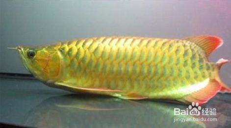 龍魚缸ph值8.5高不高：龍魚缸ph值8.5偏高可能影響龍魚健康 龍魚百科 第4張