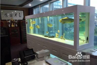 龍魚缸ph值8.5高不高：龍魚缸ph值8.5偏高可能影響龍魚健康 龍魚百科 第5張