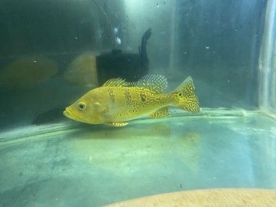 龍魚古典藍價格：龍魚古典藍價格區(qū)間大致2000-10000元 龍魚百科 第4張