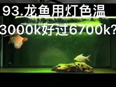 13000k的龍魚燈：13000k龍魚燈對魚健康的影響如何模擬自然光照養(yǎng) 龍魚百科 第1張