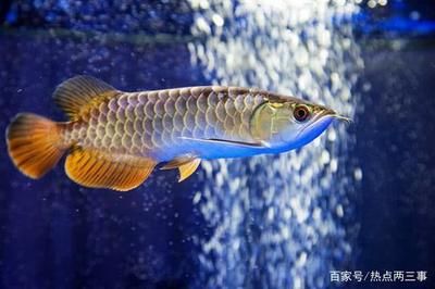 龍魚的價(jià)值：魚風(fēng)水龍魚的營養(yǎng)價(jià)值與營養(yǎng)價(jià)值、文化價(jià)值、文化價(jià)值 龍魚百科 第3張