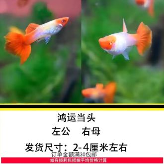 觀賞魚投喂量計算公式：觀賞魚的投喂量是確保其健康和活力的關(guān)鍵因素的關(guān)鍵因素 龍魚百科 第1張