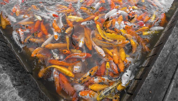 龍鳳鯉魚最佳飼養(yǎng)水溫：龍鳳鯉魚的最佳飼養(yǎng)水溫應(yīng)在8-30攝氏度之間 龍魚百科 第3張