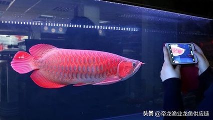 龍魚長的慢：如何提高龍魚的生長速度 龍魚百科 第3張