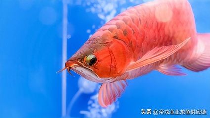 龍魚長的慢：如何提高龍魚的生長速度 龍魚百科 第5張