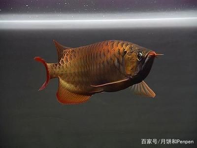 龍魚長的慢：如何提高龍魚的生長速度 龍魚百科 第1張