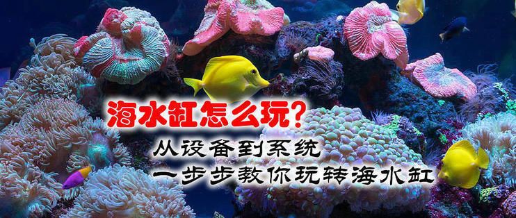 龍魚缸改海水缸：傳統(tǒng)龍魚缸改裝為海水缸的可能性及其實施步驟和注意事項 龍魚百科 第1張