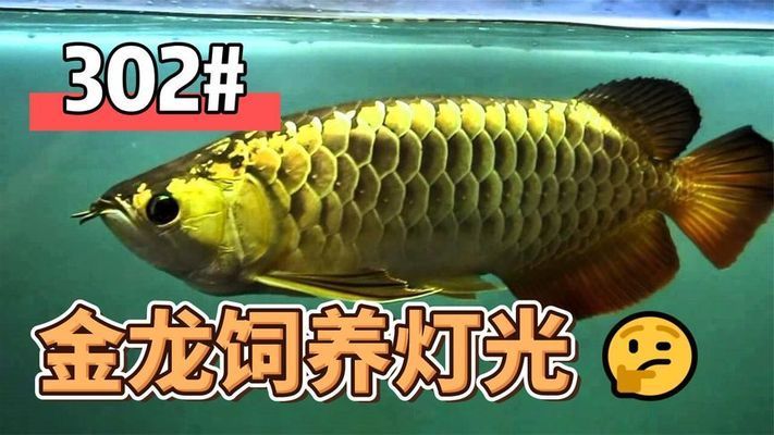 龍魚燈光使用方法視頻大全：龍魚燈光的使用方法 龍魚百科 第5張