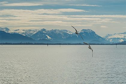 金龍魚最多長多大可以繁殖了：金龍魚最長能長多大，以至于可以繁殖？ 水族問答 第2張