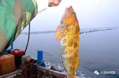 金龍魚(yú)最高價(jià)格300999：金龍魚(yú)價(jià)格突破新高 水族問(wèn)答 第1張