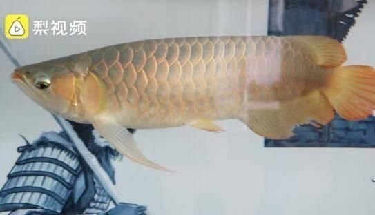 龍魚怎么比賽：龍魚比賽獲獎技巧分享龍魚比賽獲獎技巧分享 龍魚百科 第4張