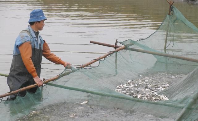 混養(yǎng)魚種社交作用研究：混養(yǎng)魚種的社交作用 龍魚百科 第1張