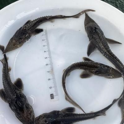 龍魚可以吃飼料嗎視頻講解：如何訓(xùn)練龍魚吃飼料 龍魚百科 第2張