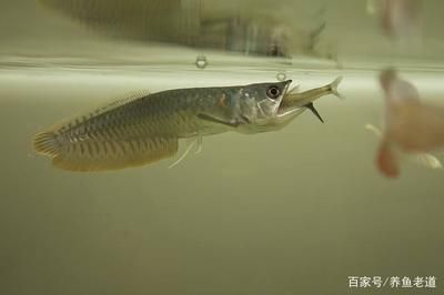 銀龍魚(yú)食物多樣性實(shí)踐：銀龍魚(yú)的食物多樣性實(shí)踐的研究表明銀龍魚(yú)的飲食策略 龍魚(yú)百科 第4張