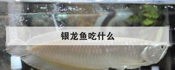 銀龍魚(yú)食物多樣性實(shí)踐：銀龍魚(yú)的食物多樣性實(shí)踐的研究表明銀龍魚(yú)的飲食策略 龍魚(yú)百科 第5張