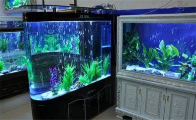 金龍魚最好的品種是什么魚：金龍魚的最佳品種 水族問答 第1張