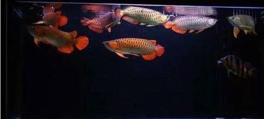 龍魚 魚缸尺寸大?。糊堲~適合的魚缸大小