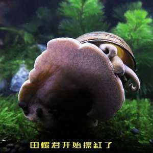 龍魚配什么清理缸的魚：清理魚缸的魚類需要考慮多種因素，黃金大帆魚的飼養(yǎng)技巧