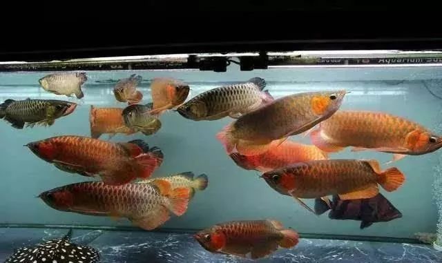 龍魚混養(yǎng)氧氣管理技巧：如何判斷龍魚缺氧癥狀,提高魚缸溶氧的自然方法 龍魚百科 第3張