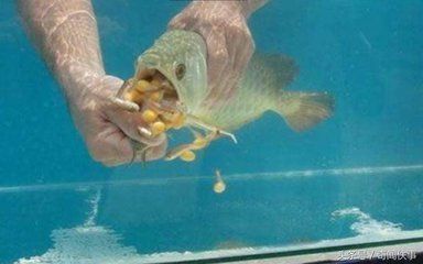 龍魚喂小金魚可以么：龍魚可以喂食小金魚嗎 龍魚百科 第5張