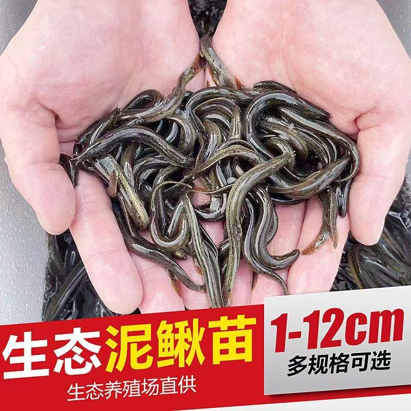 龍魚能吃小魚苗嗎怎么喂：龍魚喂養(yǎng)常見誤區(qū) 龍魚百科 第3張