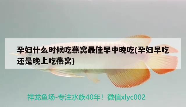 龍魚水中燈應(yīng)該放在什么位置：龍魚水下燈選擇技巧 龍魚百科 第5張