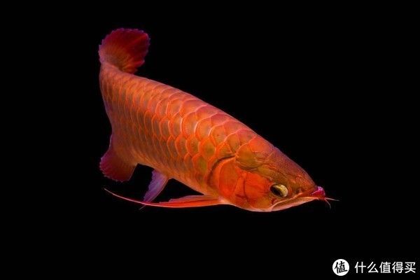 紅龍魚發(fā)色訣竅：紅龍魚怎么養(yǎng)， 龍魚百科 第3張