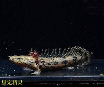 恐龍王魚幼魚專用飼料選擇：恐龍王魚幼魚專用飼料的保存方法如何自制恐龍王魚幼魚飼料 龍魚百科 第4張