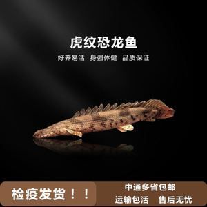 恐龍王魚幼魚專用飼料選擇：恐龍王魚幼魚專用飼料的保存方法如何自制恐龍王魚幼魚飼料 龍魚百科 第2張