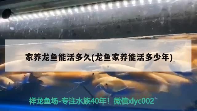 龍魚能活多久：龍魚的壽命通常在5到10年左右，有些特別健康的個體甚至能活20年