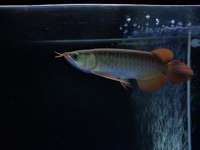 龍魚(yú)胡子斷了一半：龍魚(yú)的胡子斷了一半怎么辦 龍魚(yú)百科 第5張