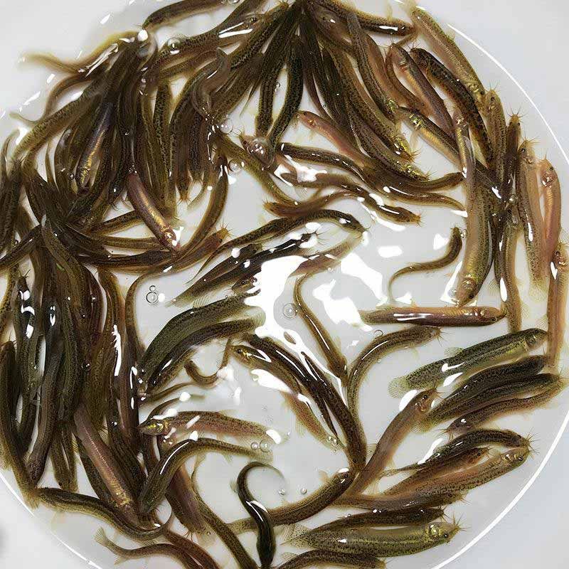 金龍魚最新產(chǎn)品是什么牌子：探索金龍魚最新產(chǎn)品系列 水族問答 第3張