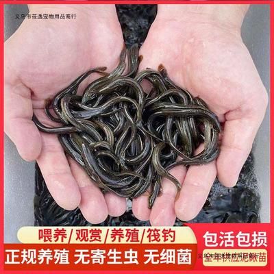 金龍魚最新產(chǎn)品是什么型號