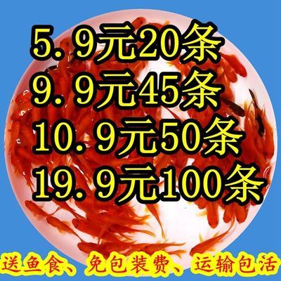 金龍魚最新產(chǎn)品是什么型號 水族問答 第5張