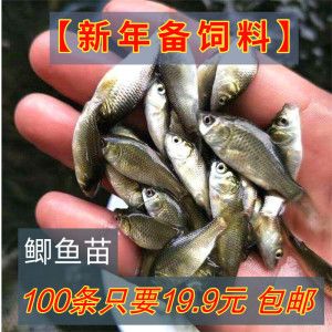 金龍魚最新產(chǎn)品是什么型號 水族問答 第4張