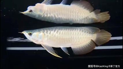 龍魚最大能長多長：龍魚的最大體長因品種和飼養(yǎng)條件的差異