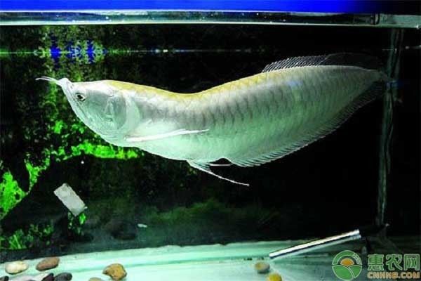 金龍魚最新價格：金龍魚最新價格信息 水族問答 第1張